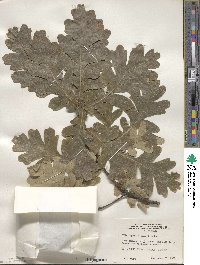 Quercus robur subsp. robur image