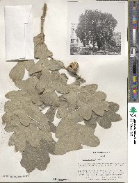 Quercus robur image