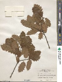 Quercus hartwissiana image