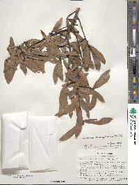 Quercus hemisphaerica image