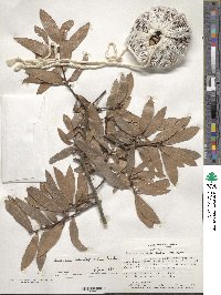 Quercus hemisphaerica image