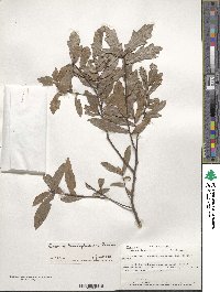 Quercus hemisphaerica image