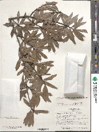 Quercus hemisphaerica image