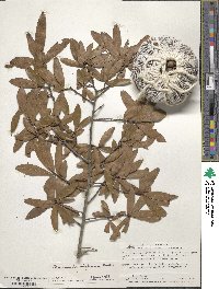 Quercus hemisphaerica image