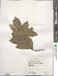 Quercus ilex image