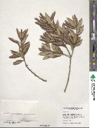 Quercus ilex image