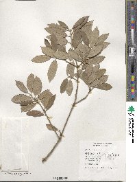 Quercus ilex image