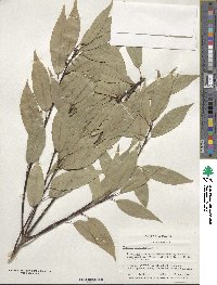 Quercus myrsinifolia image