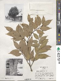 Quercus myrsinifolia image