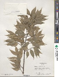 Quercus myrsinifolia image