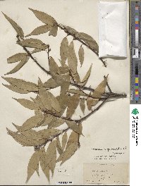 Quercus myrsinifolia image