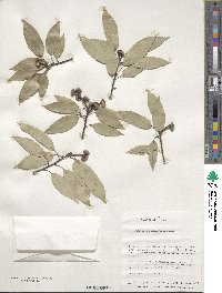 Quercus myrsinifolia image