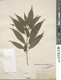 Quercus myrsinifolia image