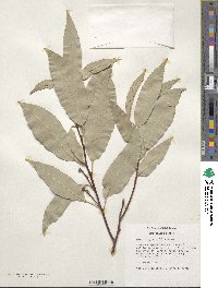 Quercus myrsinifolia image