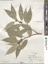 Quercus myrsinifolia image