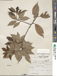 Quercus myrsinifolia image