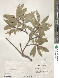 Quercus myrsinifolia image