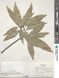 Quercus myrsinifolia image