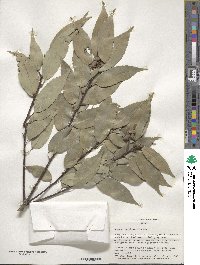 Quercus myrsinifolia image