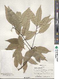 Quercus myrsinifolia image