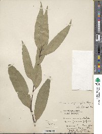 Quercus myrsinifolia image