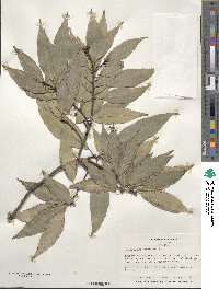 Quercus myrsinifolia image