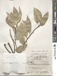 Quercus myrsinifolia image