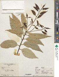 Quercus myrsinifolia image