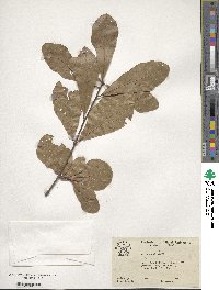 Quercus nigra image