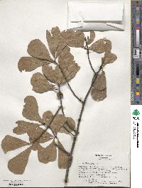 Quercus nigra image