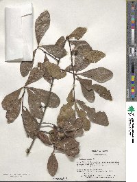 Quercus nigra image