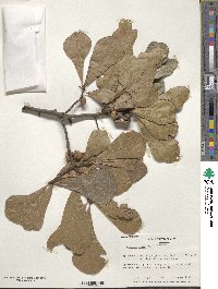 Quercus nigra image