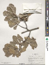 Quercus nigra image