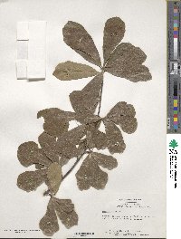 Quercus nigra image