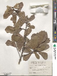 Quercus nigra image