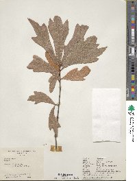 Quercus nigra image