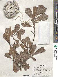 Quercus nigra image