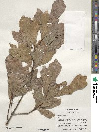 Quercus nigra image