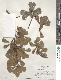 Quercus nigra image