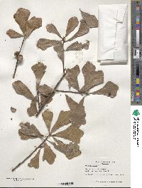 Quercus nigra image