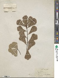 Quercus nigra image