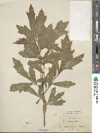 Quercus nigra image