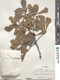 Quercus nigra image