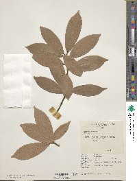 Quercus sessilifolia image