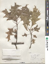 Quercus texana image