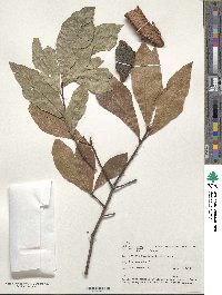 Quercus laurifolia image