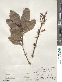 Quercus laurifolia image