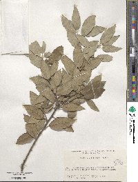 Quercus ilex image