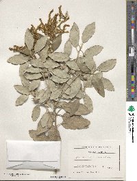 Quercus ilex image