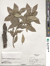 Quercus ilex image